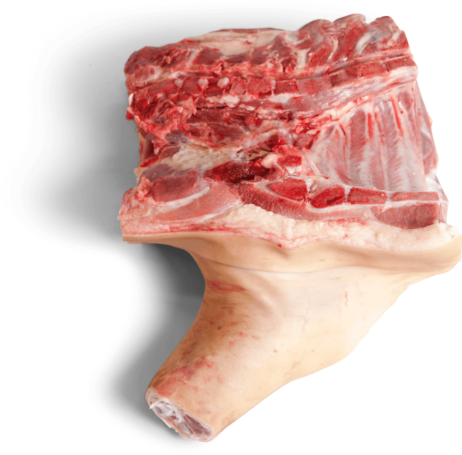 Frozen Pork Fore End Without Jowl