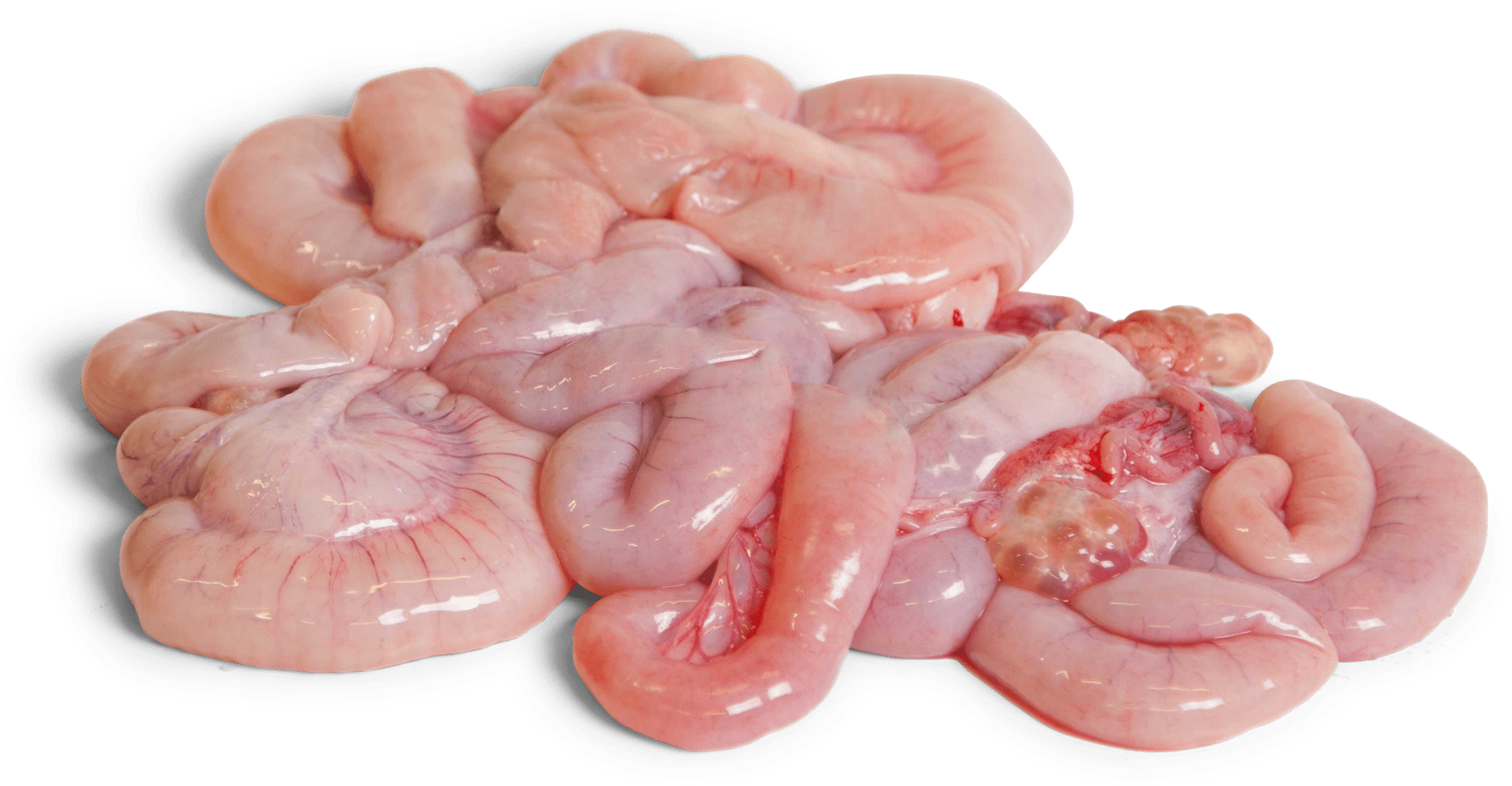 Frozen Pork Small Intestines