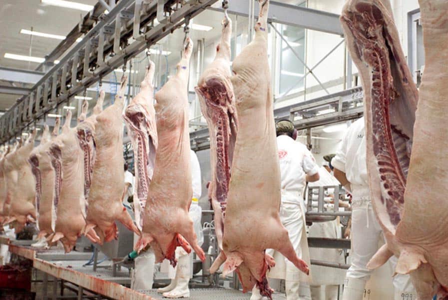 Mercado-porcino-en-Uruguay